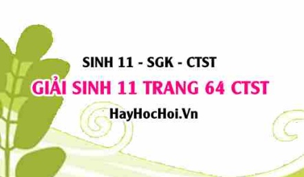 Giải Sinh 11 trang 64 Chân trời sáng tạo SGK